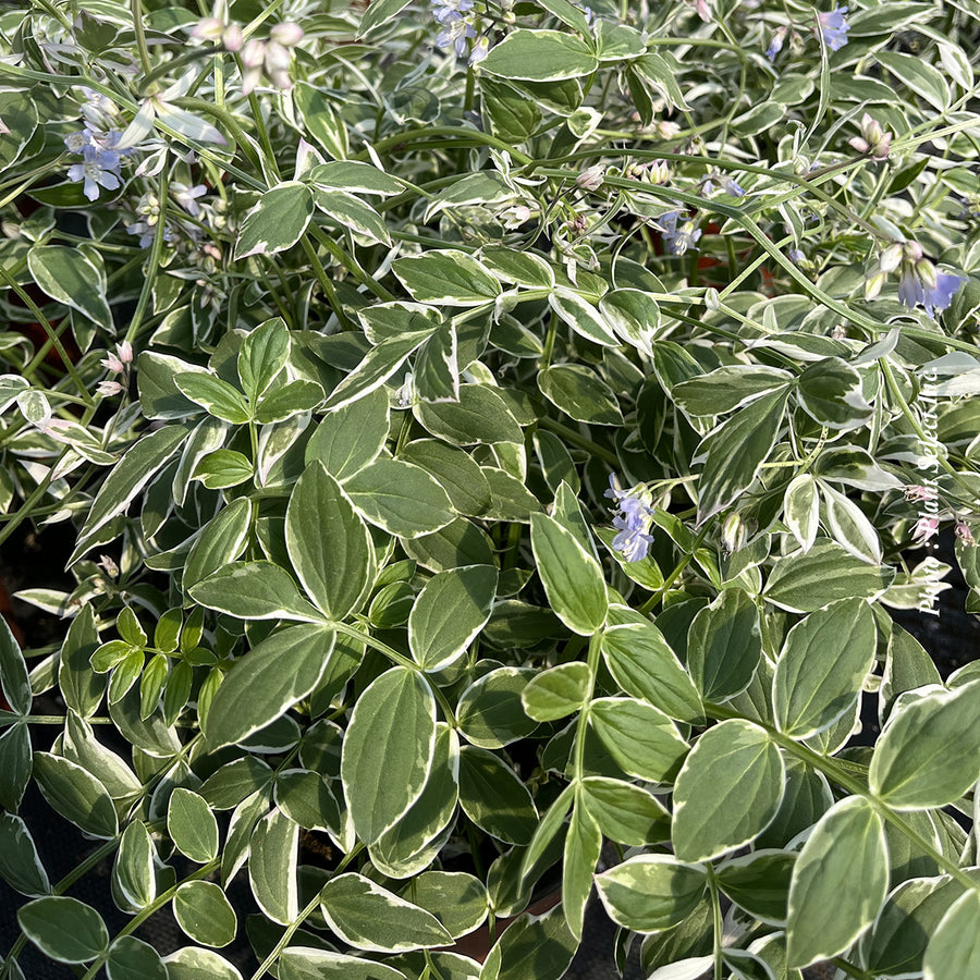 Polemonium reptans 'Touch of Class'