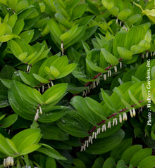 Polygonatum odoratum 'Ruby Slippers'