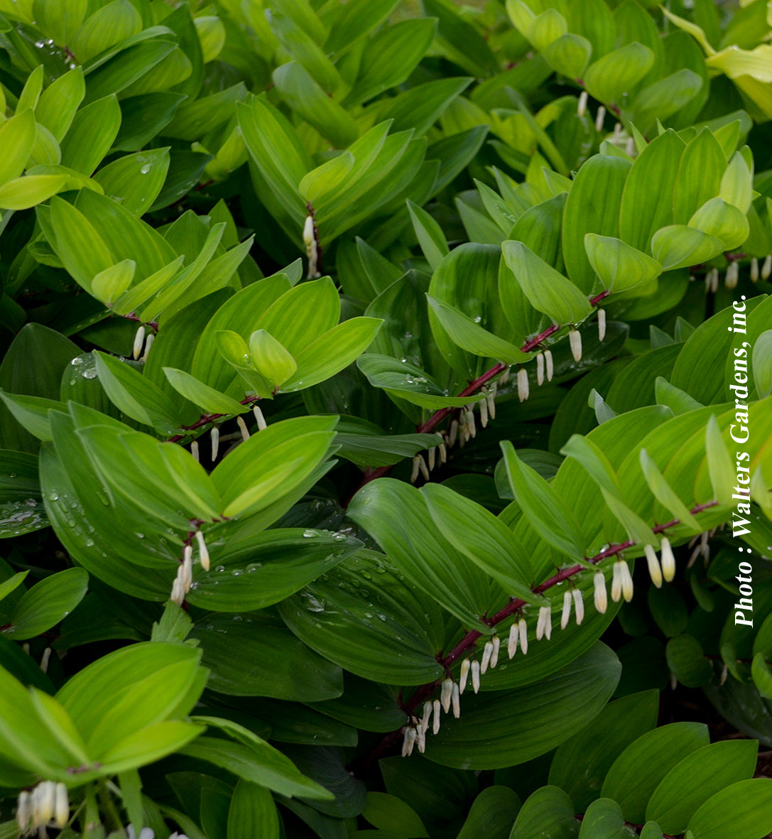 Polygonatum odoratum 'Ruby Slippers'