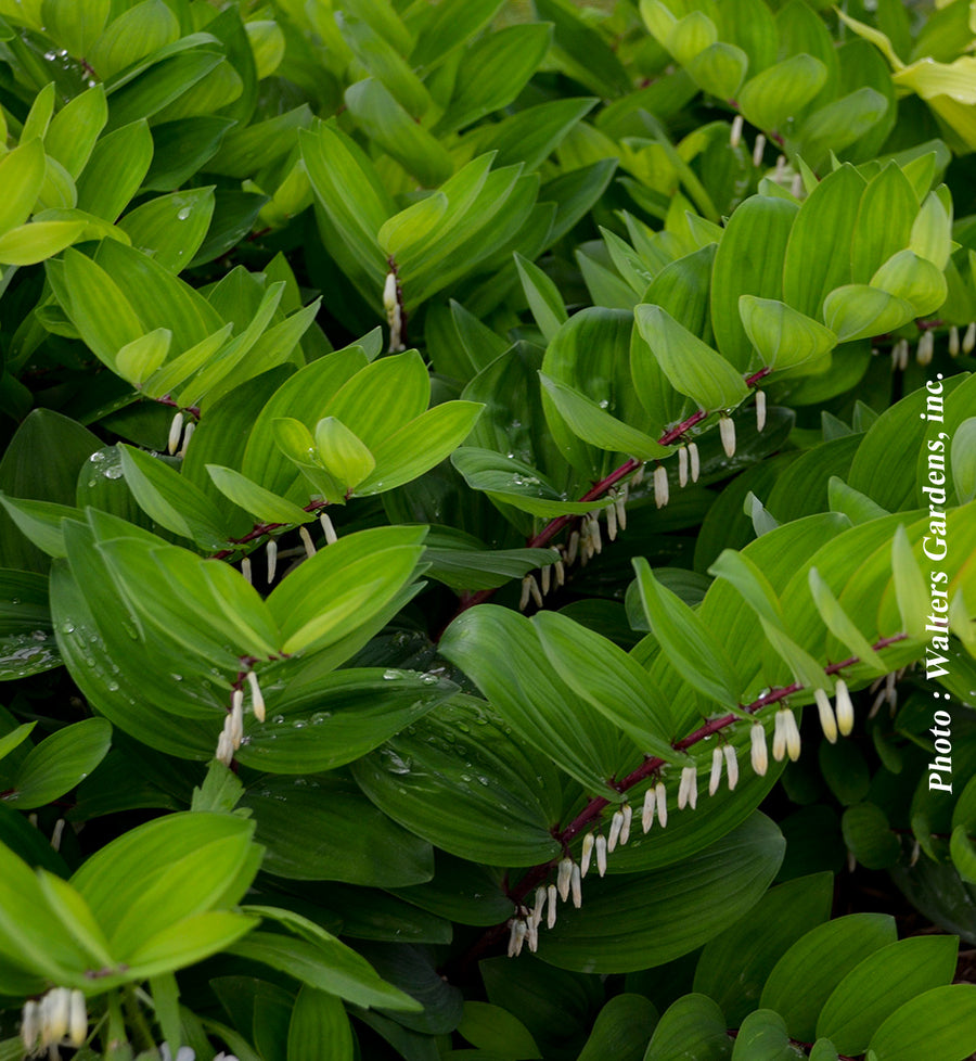 Polygonatum odoratum 'Ruby Slippers'