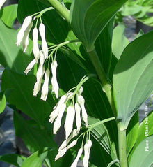 Polygonatum multiflorum