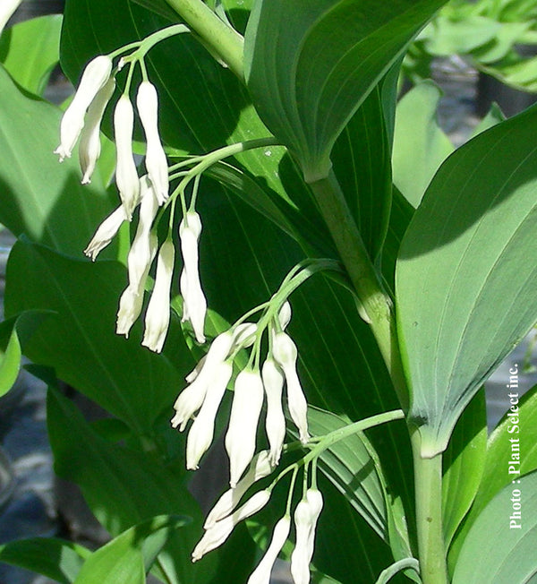 Polygonatum multiflorum