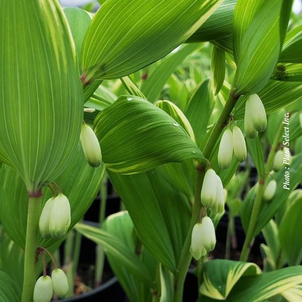 Polygonatum odoratum ‘Variegatum’