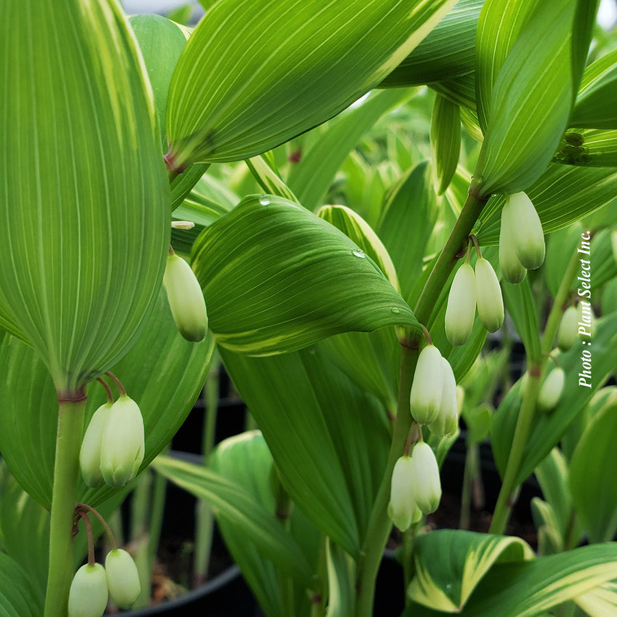 Polygonatum odoratum 'Variegatum'