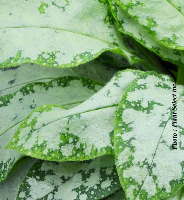 Pulmonaria ‘High Contrast’