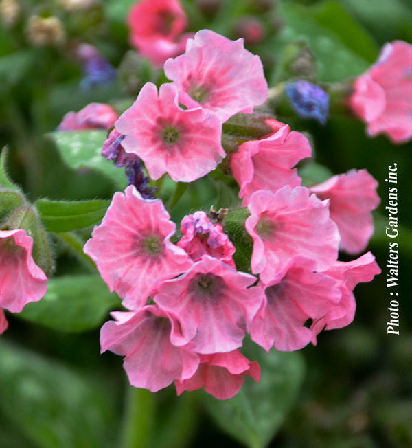 Pulmonaria ‘Pretty in Pink’