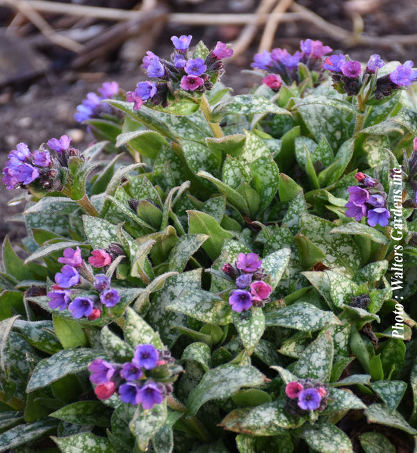 Pulmonaria ‘Spot On’