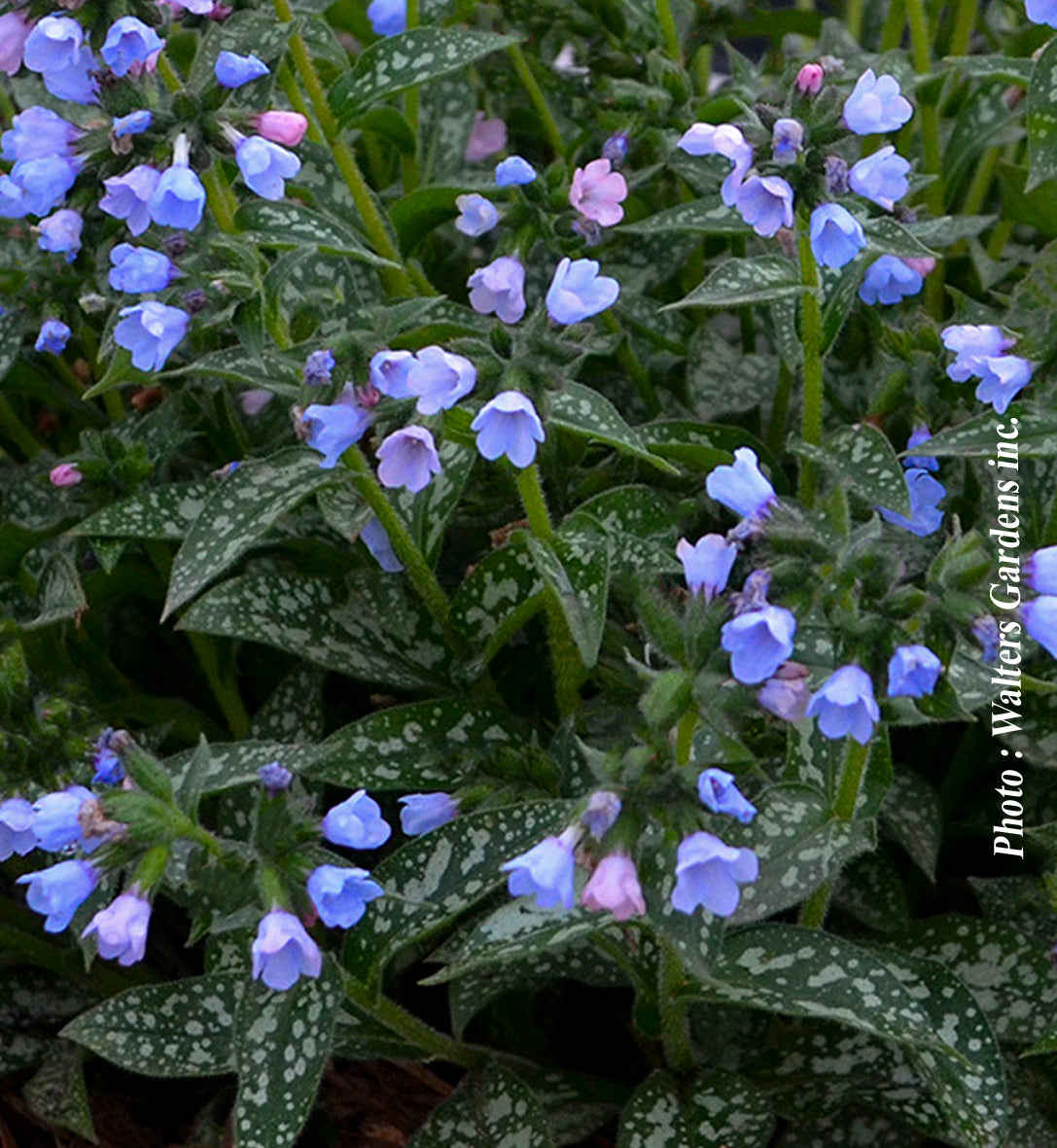 Pulmonaria 'Twinkle Toes'