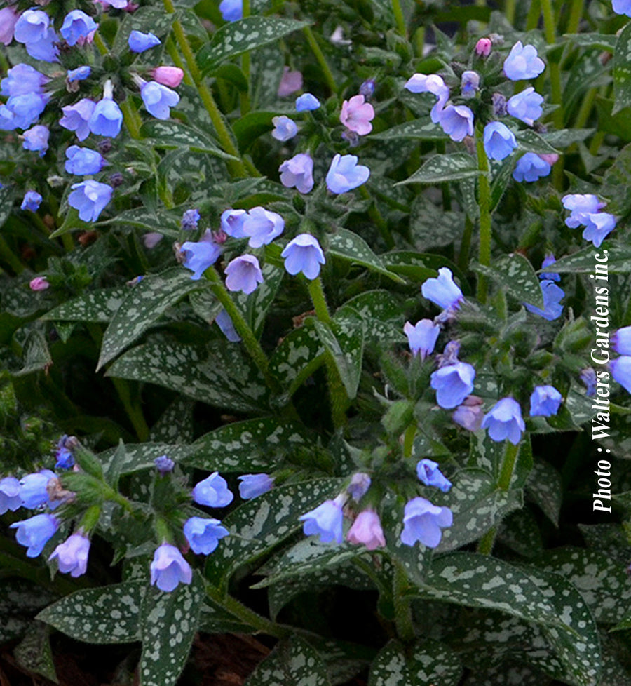 Pulmonaria 'Twinkle Toes'