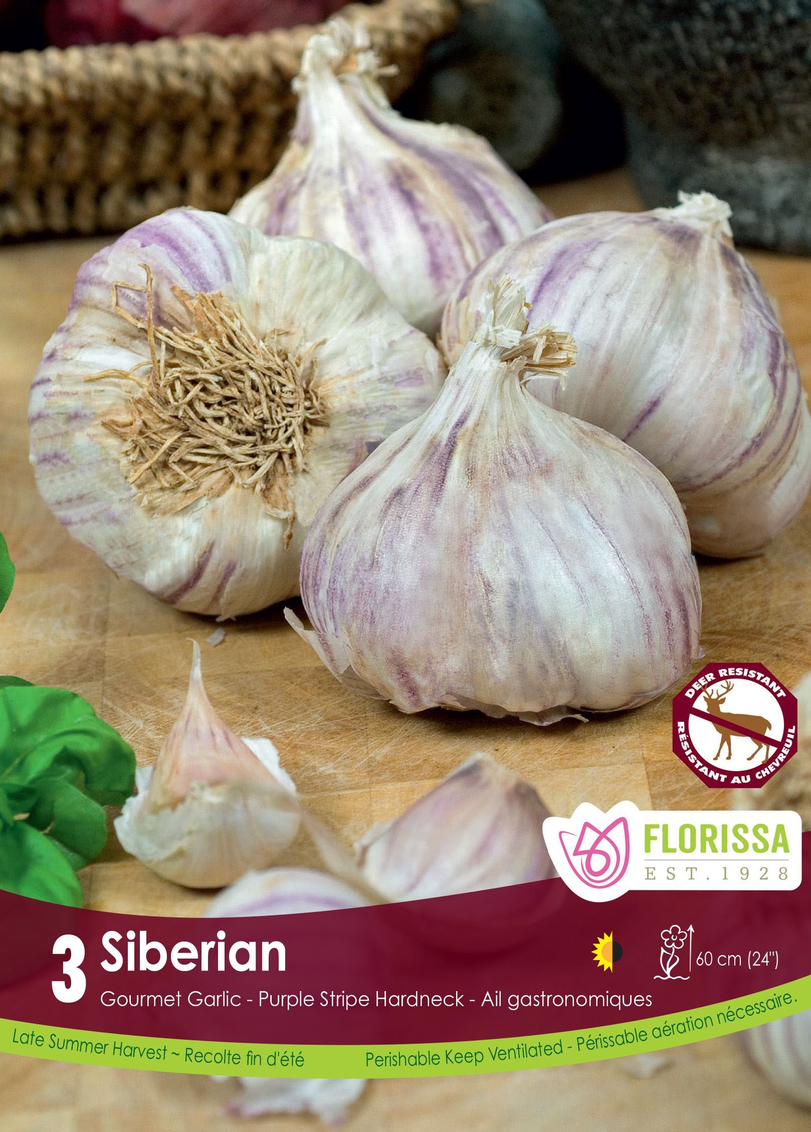 Ail Siberian (<em>Allium sativum</em> ‘Siberian’)