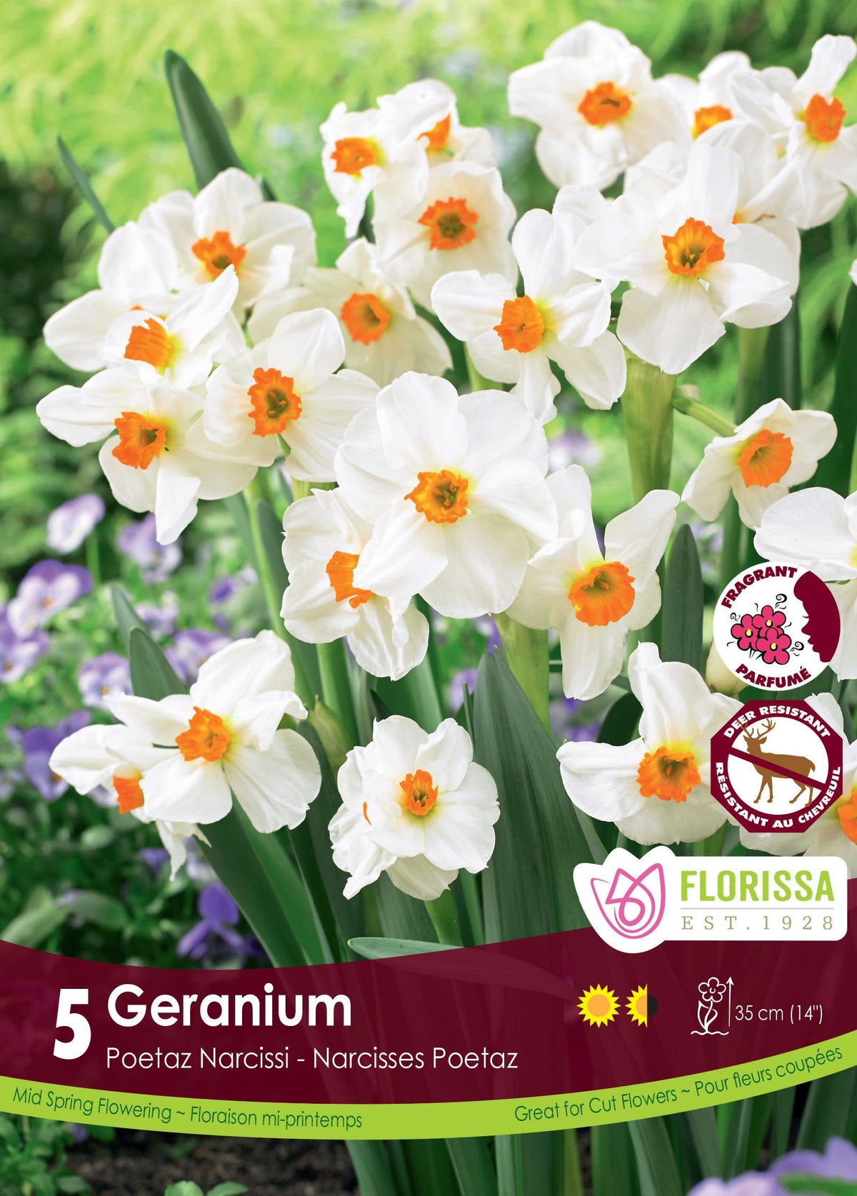 Narcisse ‘Geranium’ ( Narcissus tazetta ) : des bouquets de petits narcisses blancs à couronne orange. Le visuel Florissa présente la plante et son nom dans la partie inférieure de l’étiquette. La photographie occupe presque toute la surface, tandis que le bandeau du bas rassemble les indications du produit. Cette vue permet de reconnaître son apparence et de distinguer la variété présentée.