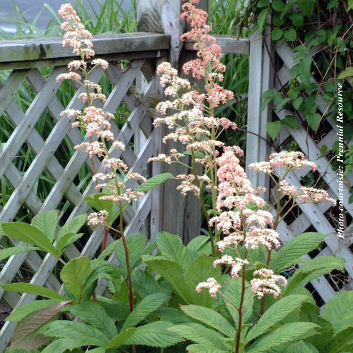 Rodgersie aesculifolia — Rodgersia aesculifolia