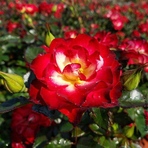 Rosa ‘Never Alone’