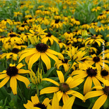 Rudbeckia 'American Gold Rush'