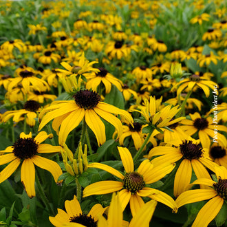 Rudbeckie ‘American Gold Rush’ — Rudbeckia
