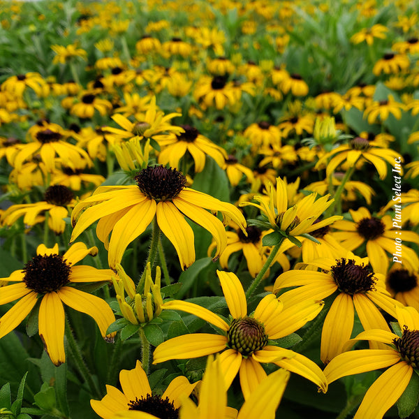 Rudbeckia 'American Gold Rush'