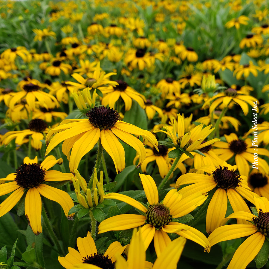 Rudbeckia 'American Gold Rush'