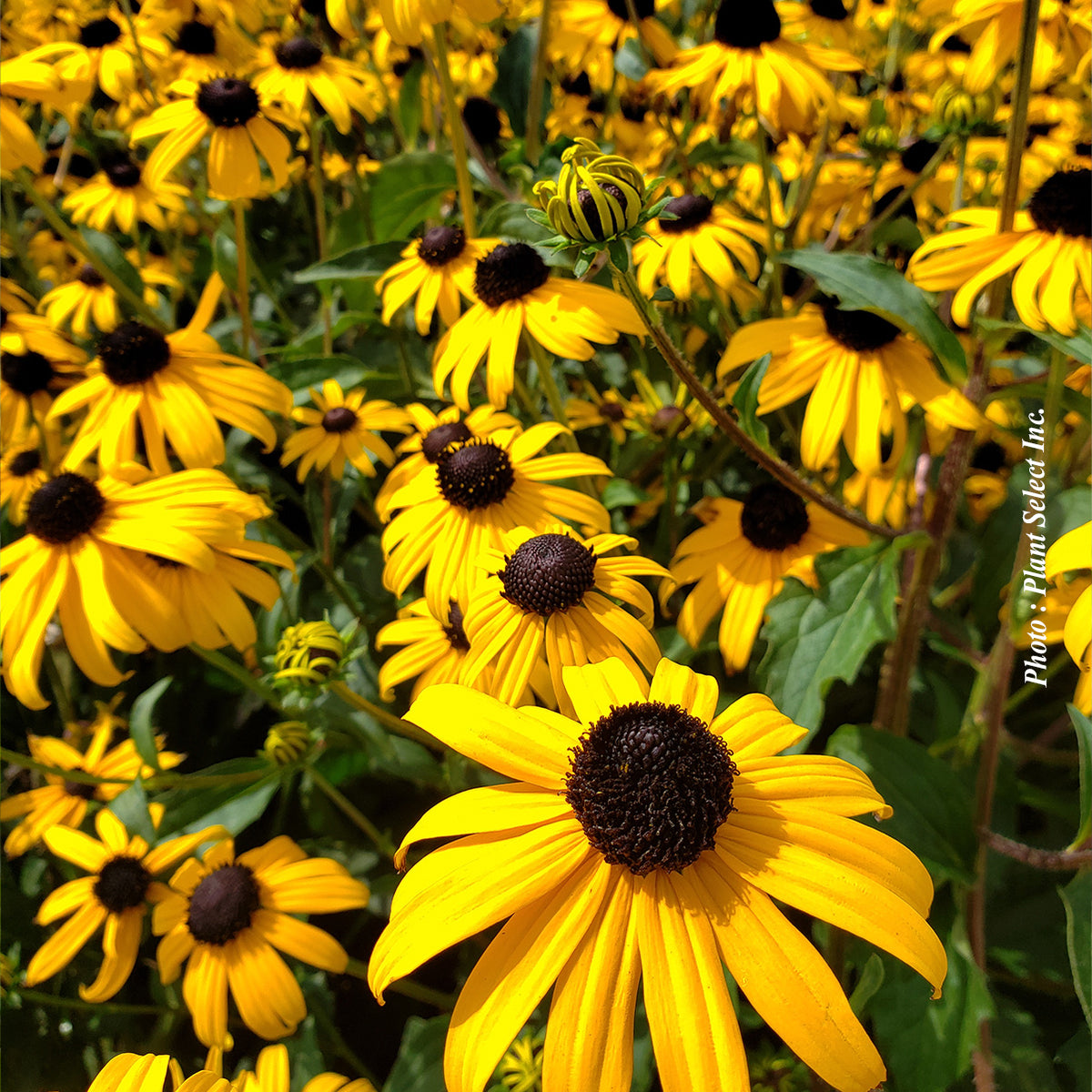 Rudbeckie ‘Goldsturm’ — Rudbeckia fulgida