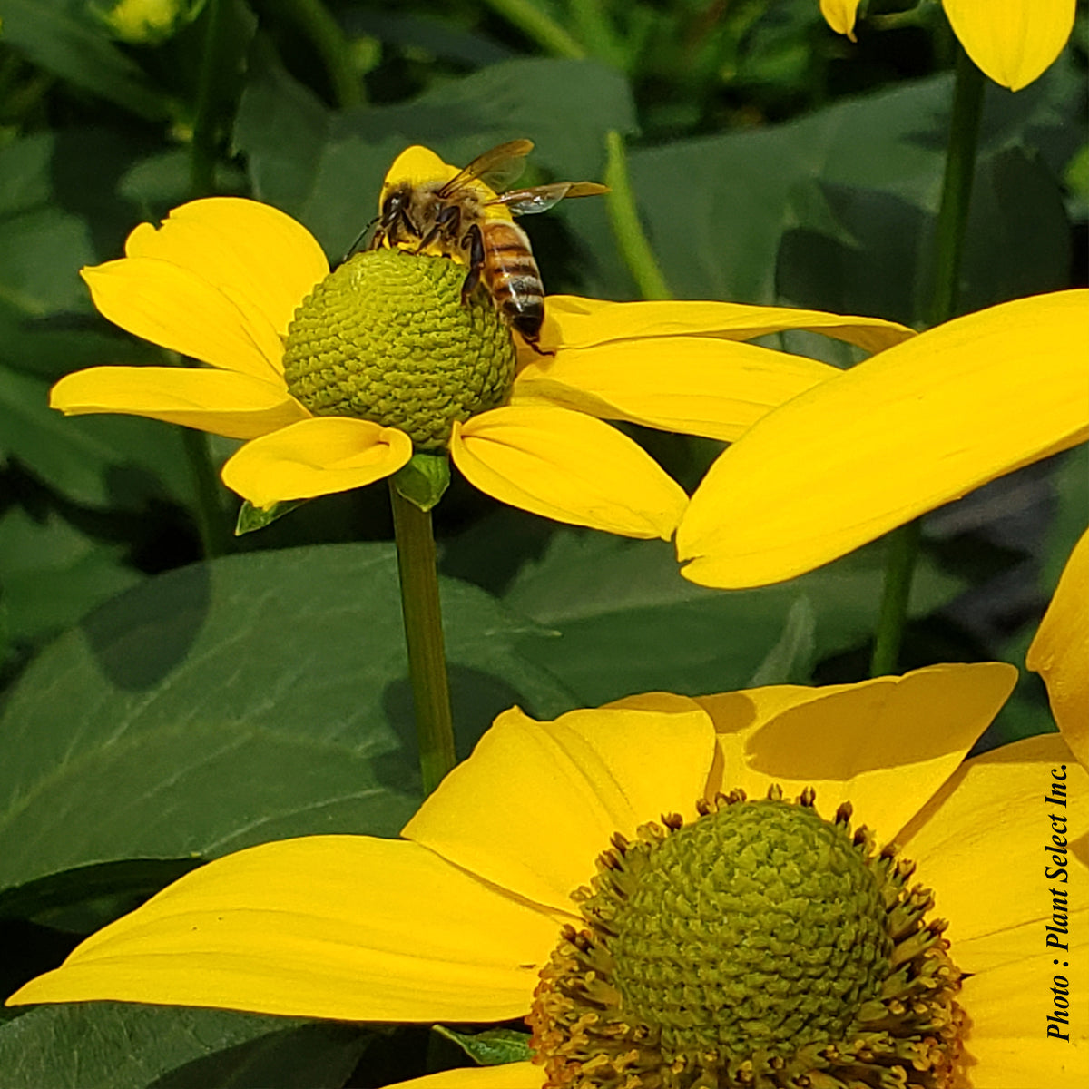 Rudbeckie ‘Herbstsonne’ — Rudbeckia laciniata