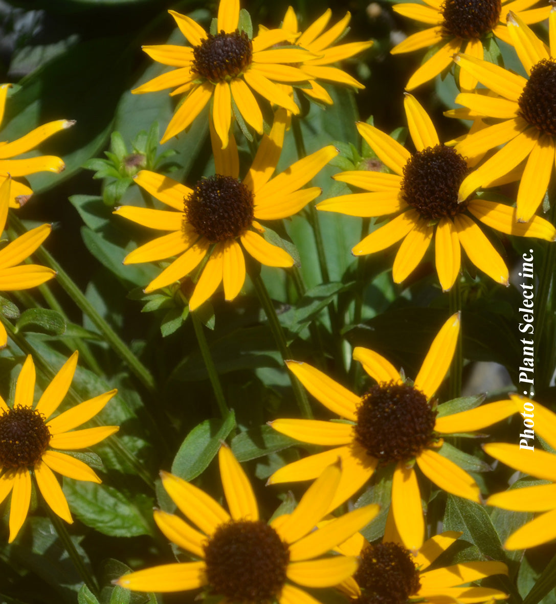 Rudbeckie ‘Little Goldstar’ — Rudbeckia fulgida