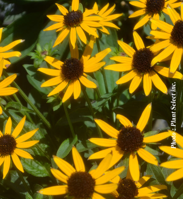 Rudbeckia fulgida 'Little Goldstar'