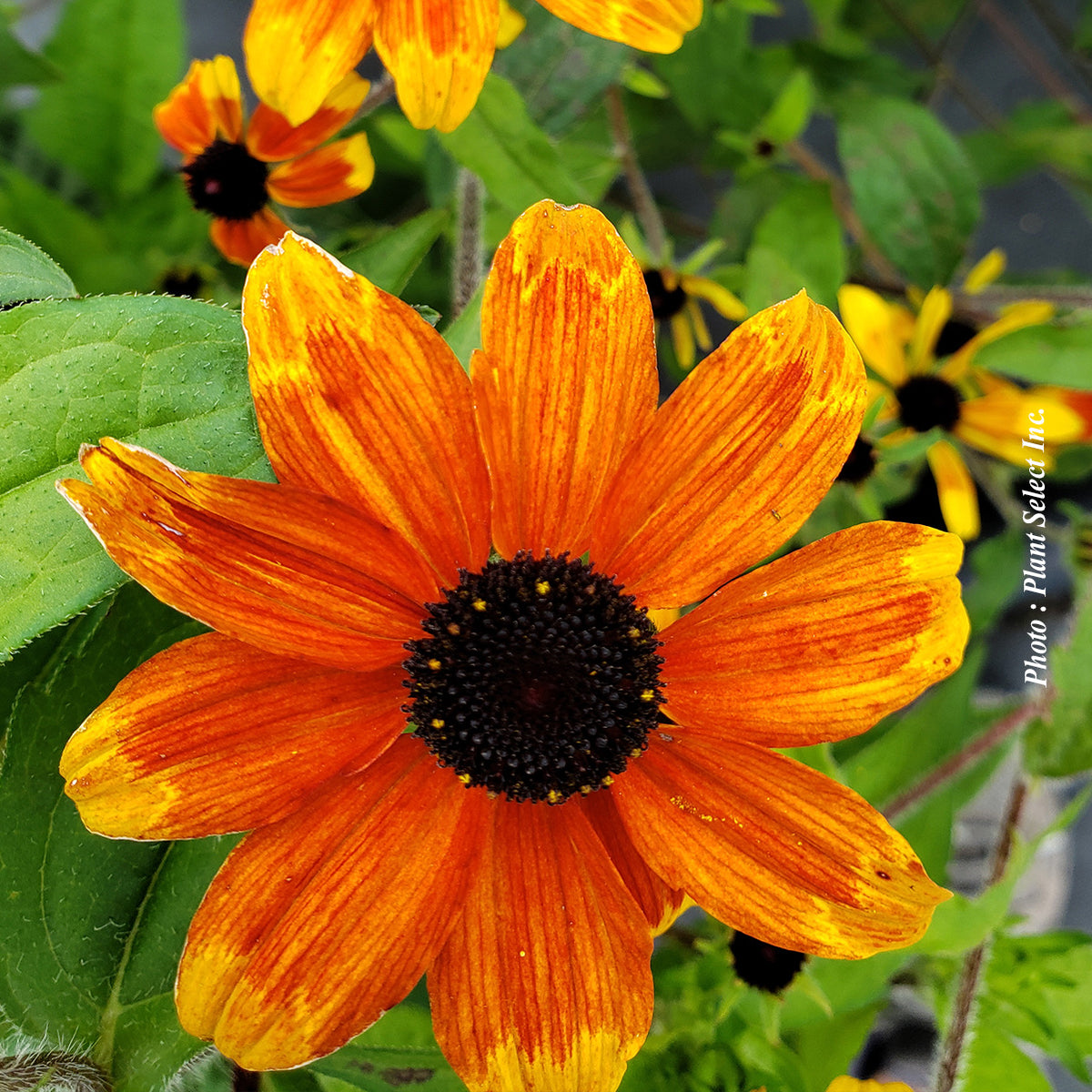 Rudbeckia triloba 'Prairie Glow'