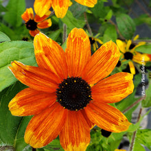 Rudbeckia triloba 'Prairie Glow'