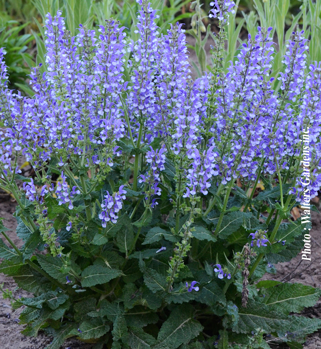 Salvia 'Color Spiers Azure Snow'