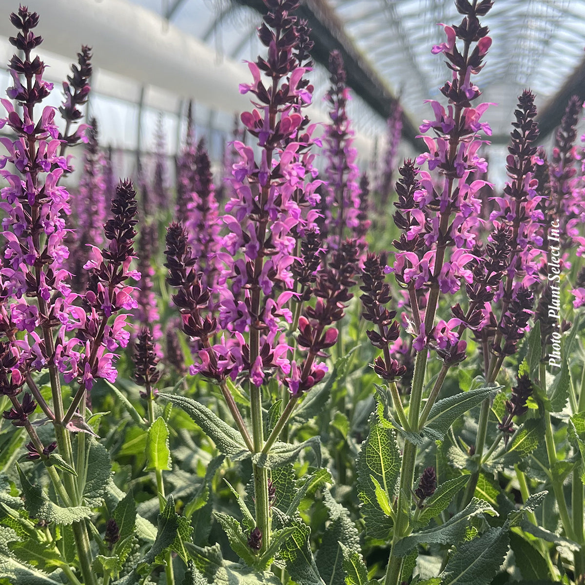 Salvia nemorosa 'Bumbleberry'