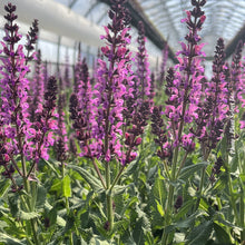 Salvia nemorosa 'Bumbleberry'