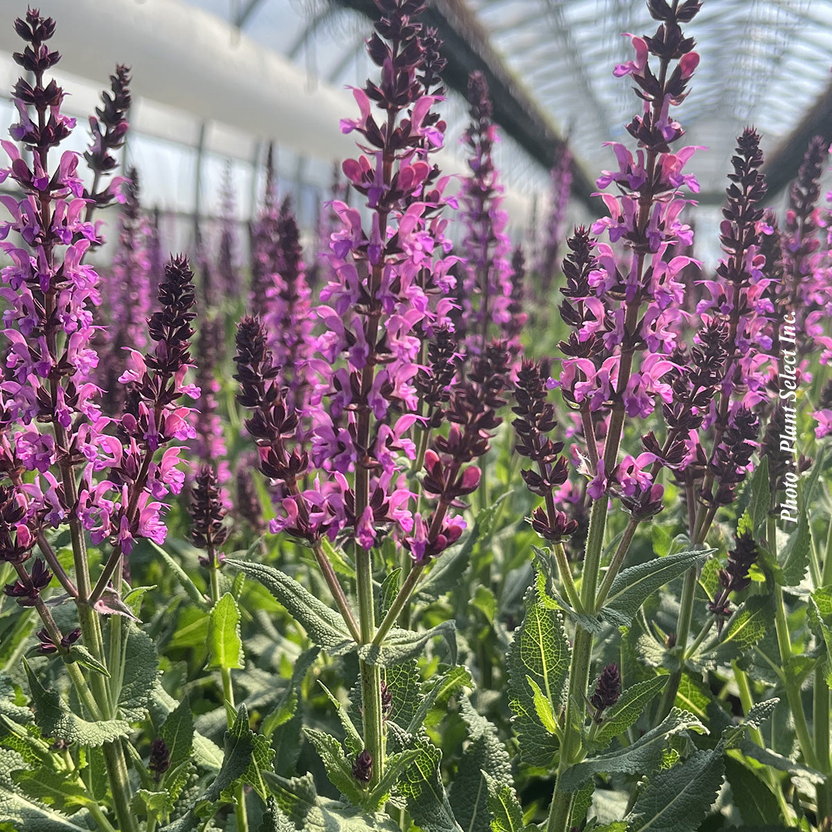 Salvia nemorosa 'Bumbleberry'