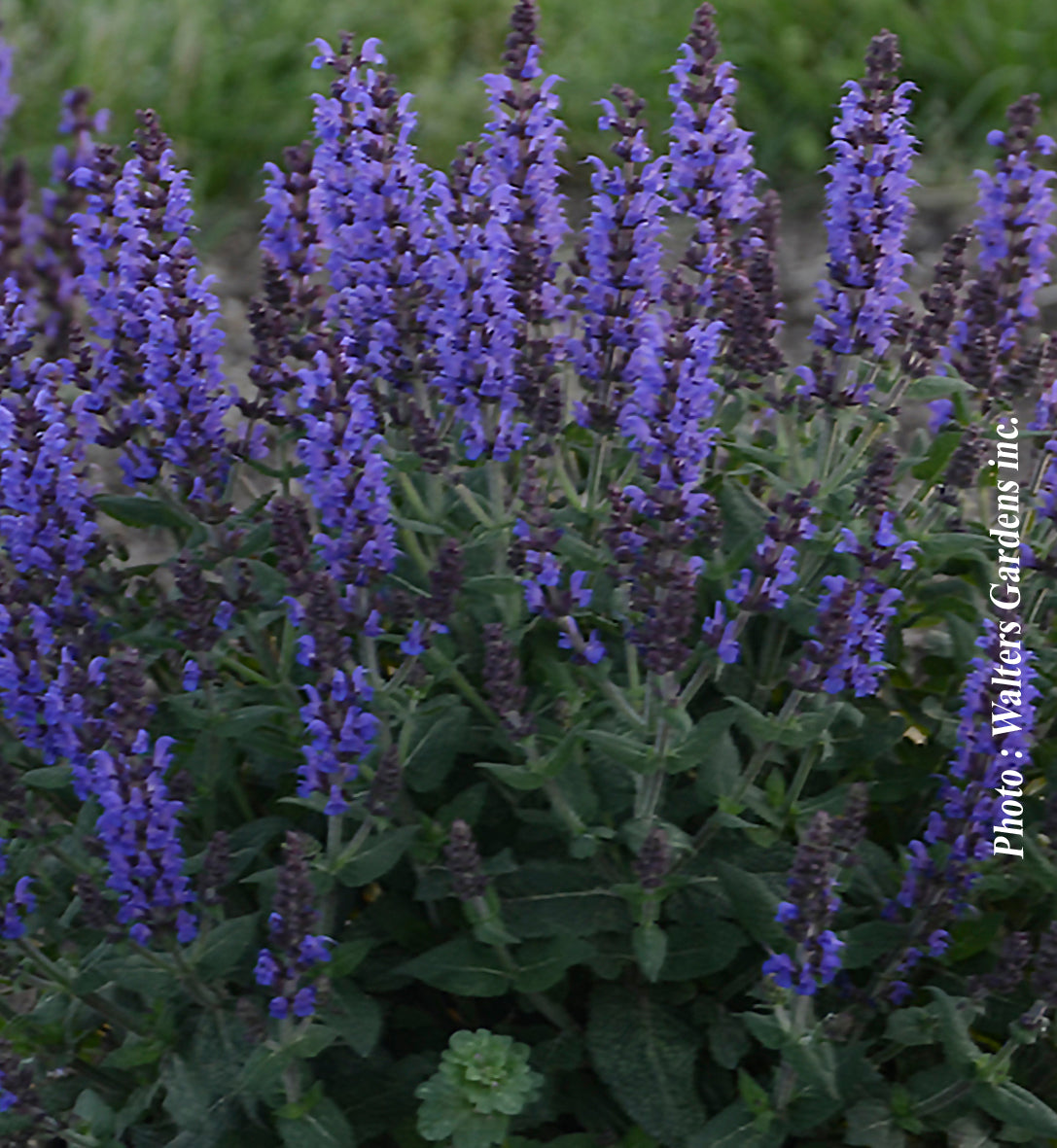 Sauge vivace ‘Bumbleblue’