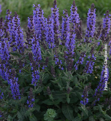 Salvia nemorosa 'Bumbleblue'