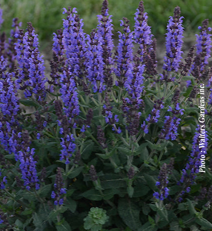 Salvia nemorosa 'Bumbleblue'