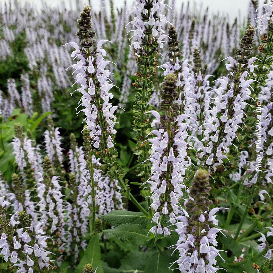 Salvia nemorosa 'Bumblesky'