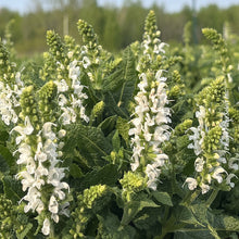 Salvia nemorosa 'Bumblesnow'