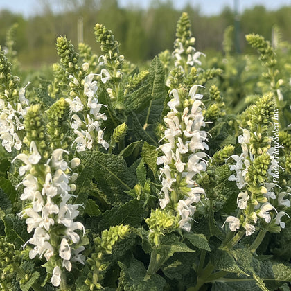 Salvia nemorosa 'Bumblesnow'