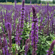 Salvia nemorosa 'Caradonna'