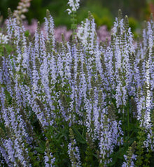 Salvia 'Color Spiers Crystal Blue'