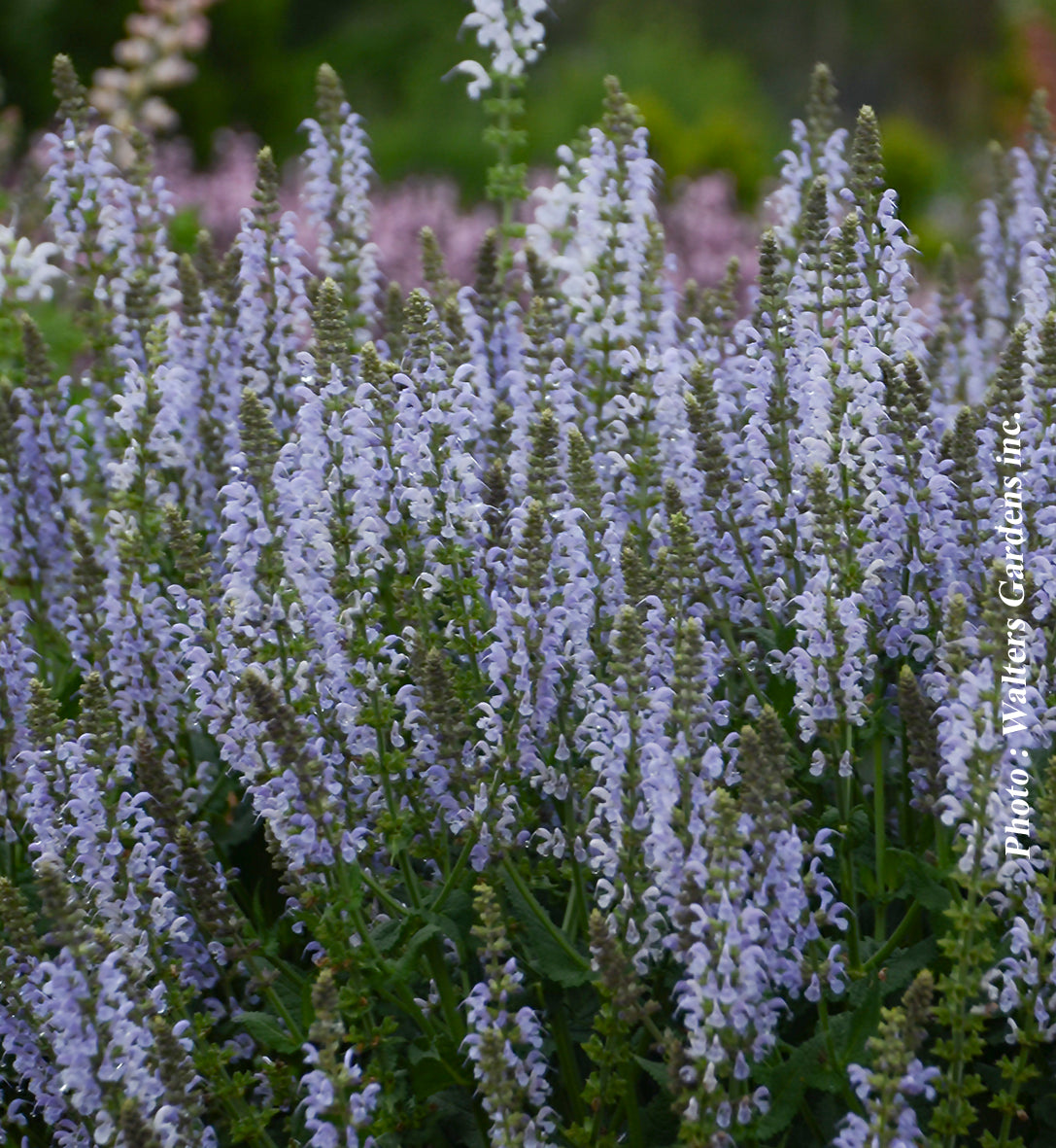 Salvia 'Color Spiers Crystal Blue'