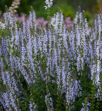 Sauge vivace ‘Crystal Blue’ — Salvia