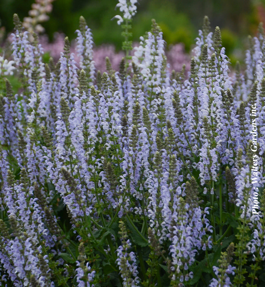 Salvia 'Color Spires Crystal Blue'