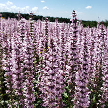 Salvia 'Feathers Flamingo'