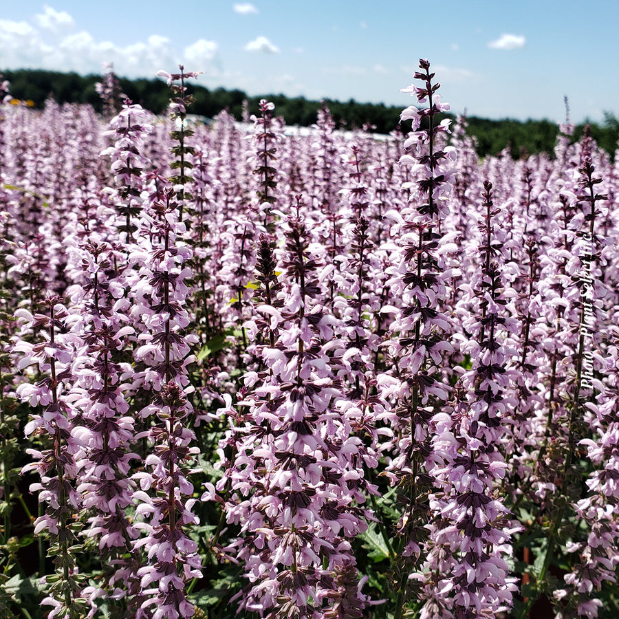 Salvia 'Feathers Flamingo'