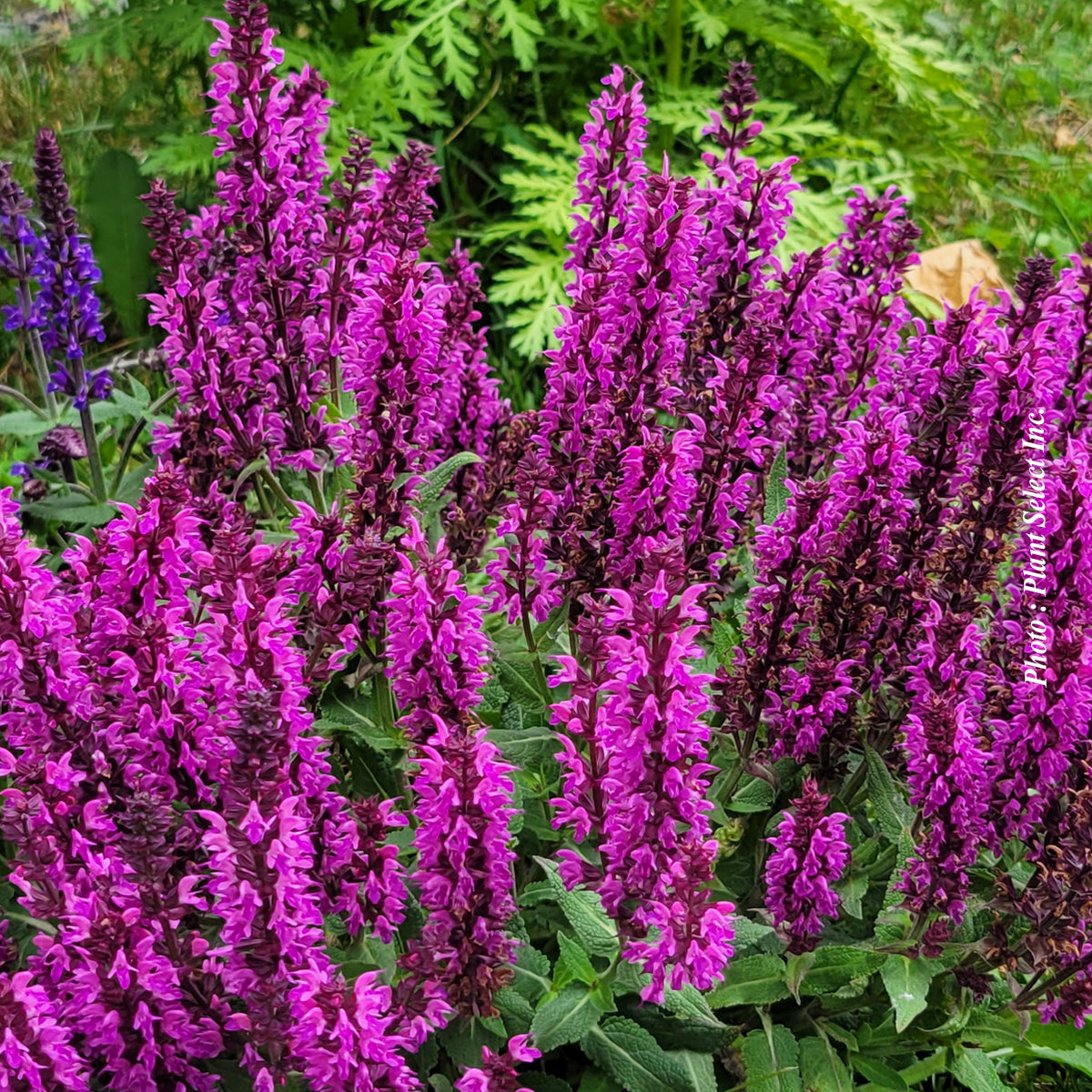 Salvia 'Rose Marvel' (nem.)
