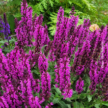 Salvia 'Rose Marvel' (nem.)