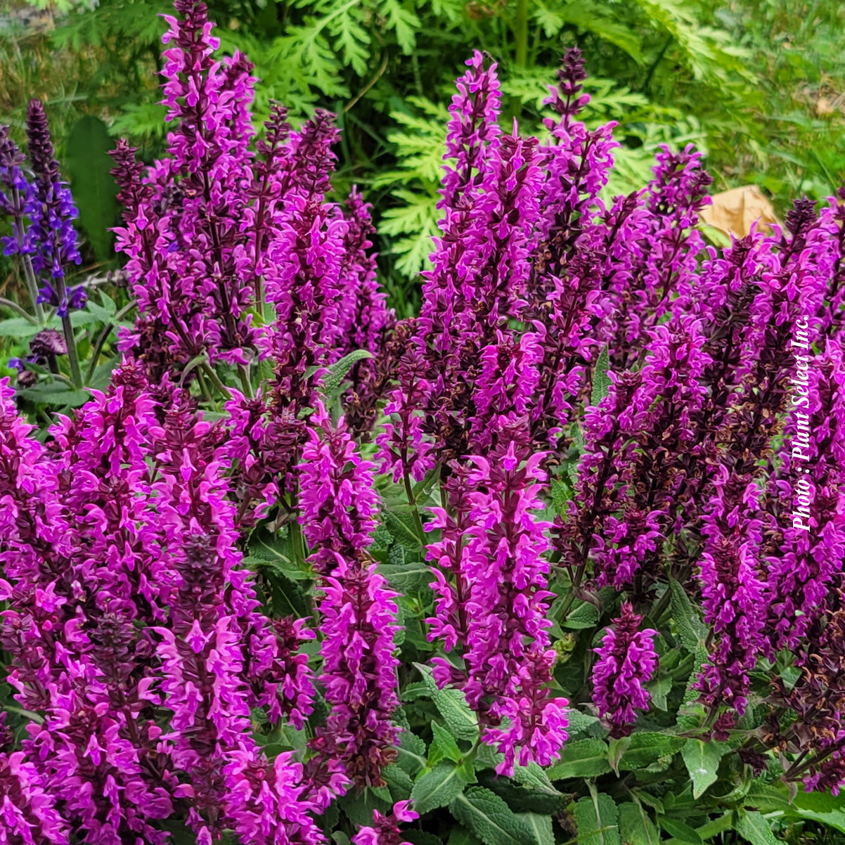 Salvia 'Rose Marvel' (nem.)
