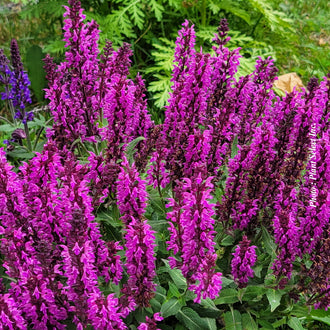 Sauge vivace ‘Rose Marvel’ — Salvia