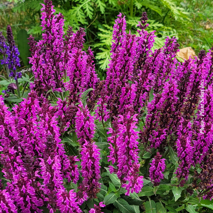 Salvia 'Rose Marvel'