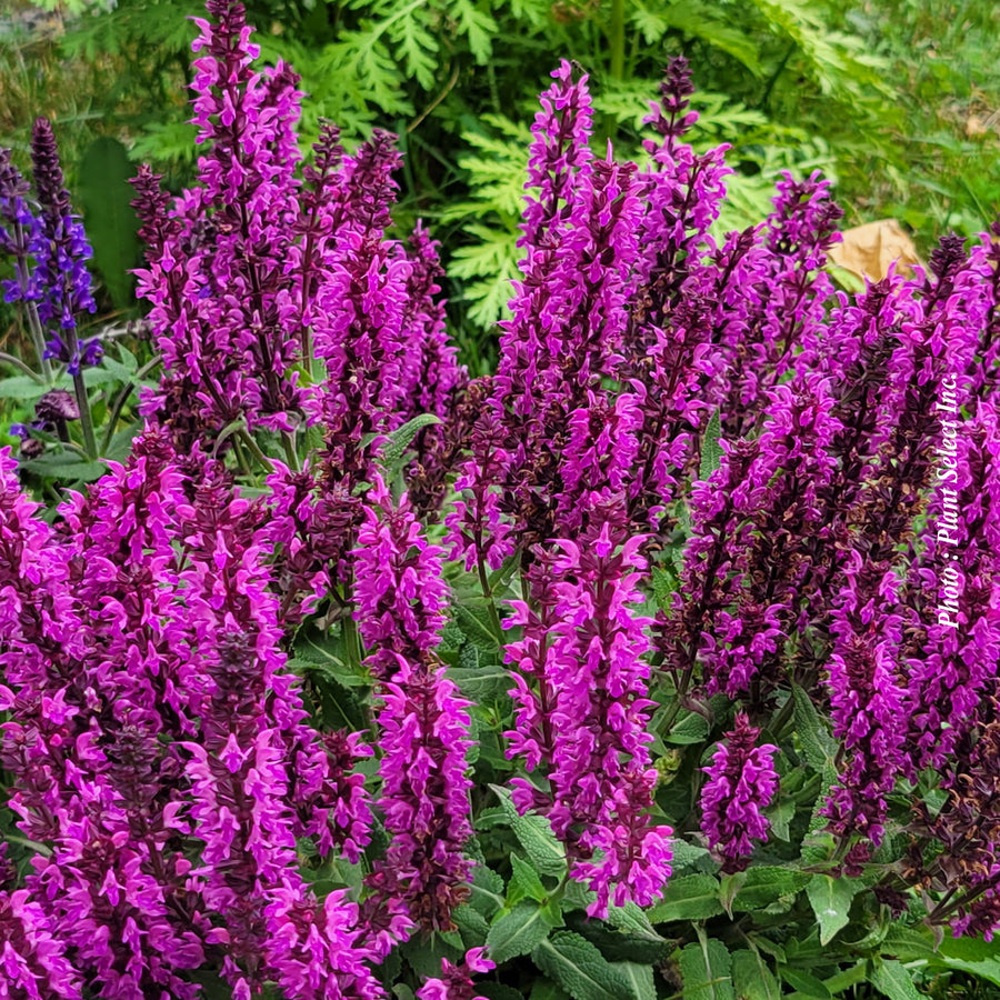 Salvia 'Rose Marvel'